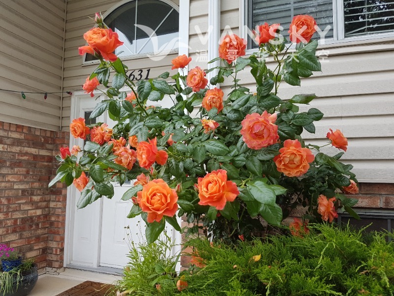 251113125246_frontyard - 01.jpg